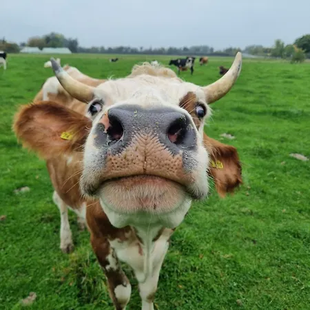 بيت للعطل Alte Backhaus Auf Dem Bio-bauernhof