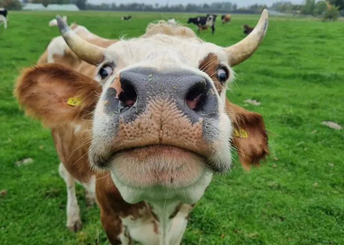 بيت للعطل Alte Backhaus Auf Dem Bio-bauernhof